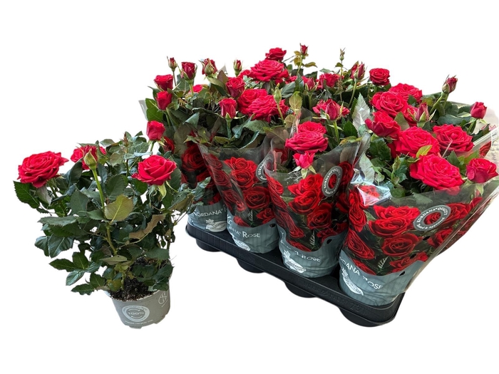 <h4>RO SCA MERCEDES KORD</h4>