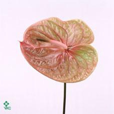 <h4>Anth A Cognac</h4>