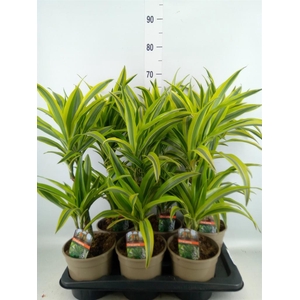 Dracaena fr de 'LemonLime'