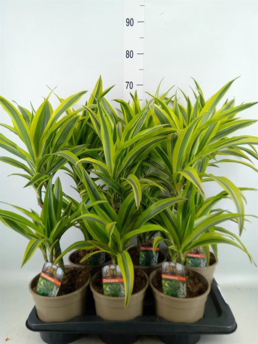 <h4>Dracaena fr de 'LemonLime'</h4>