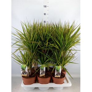 Dracaena marg. 'Sunray'