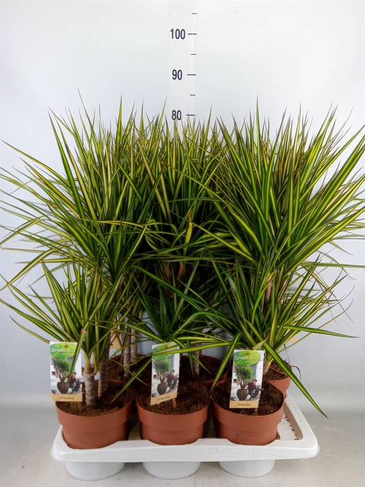 <h4>Dracaena marg. 'Sunray'</h4>