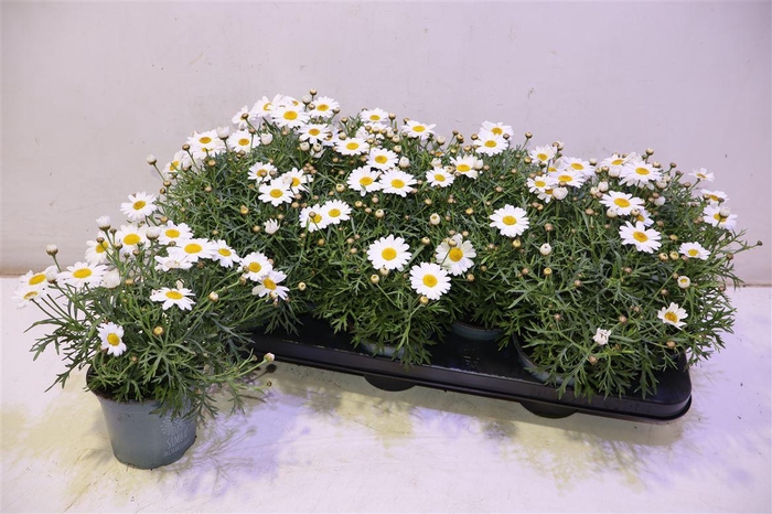 <h4>Arg La Rita White</h4>