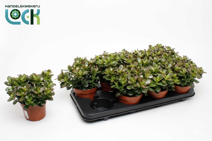 <h4>Crassula Minor</h4>