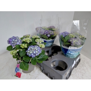 HYDR M BLAUER ZWERG