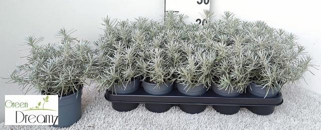 <h4>HELICH ITALICUM</h4>