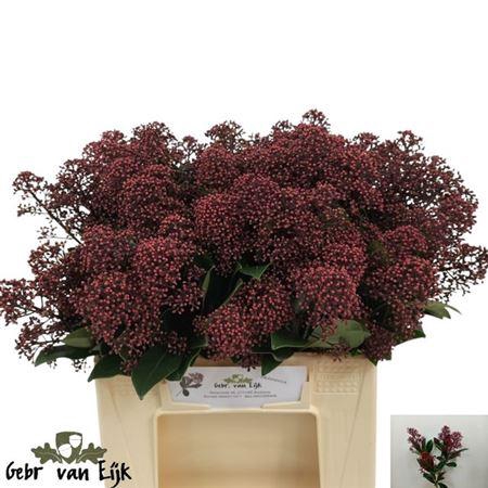 <h4>Skimmia J Rubella Bs</h4>