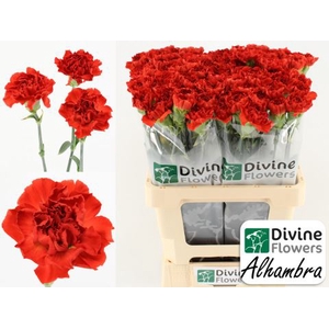 Dianthus ST 'Alhambra'