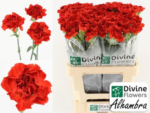 <h4>Dianthus ST 'Alhambra'</h4>