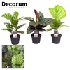 Calathea