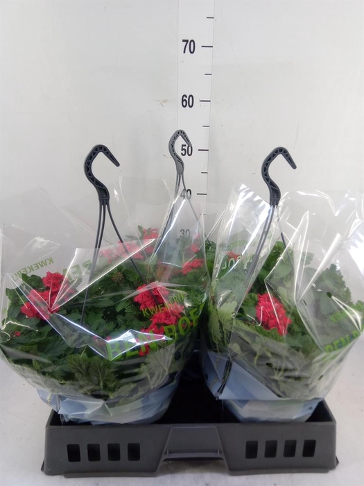 <h4>Verbena   ...</h4>