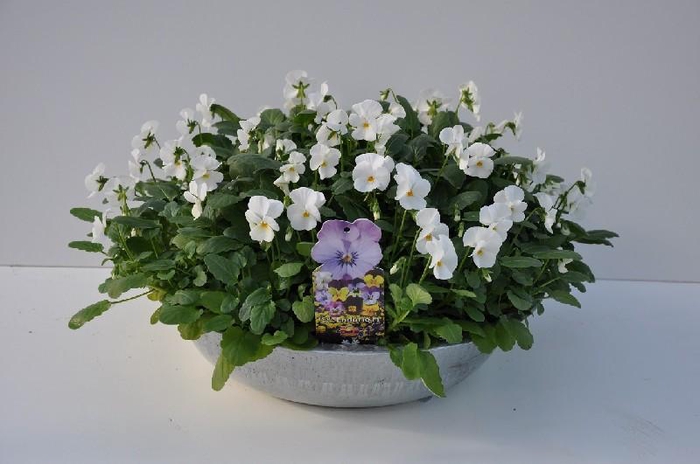 <h4>Viola Cornuta wit Zink Schaal</h4>