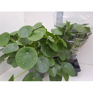 PILEA PEPEROMIOIDES XL P17