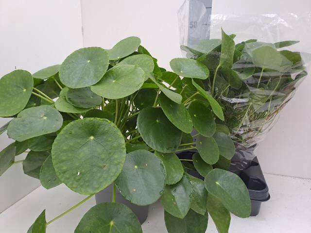 <h4>PILEA PEPEROMIOIDES XL P17</h4>