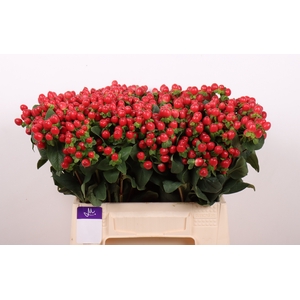 Hyp Tomato Flair Red 40 cm Marginpar