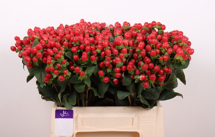 <h4>Hyp Tomato Flair Red 40 cm Marginpar</h4>