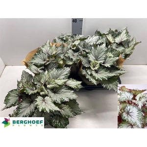 BEG BEL ASIAN TUNDRA