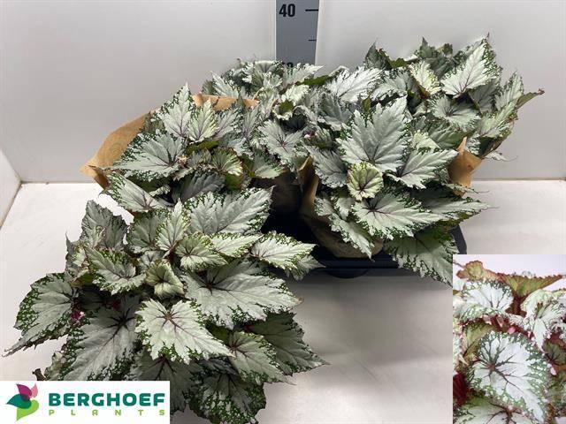 <h4>BEG BEL ASIAN TUNDRA</h4>