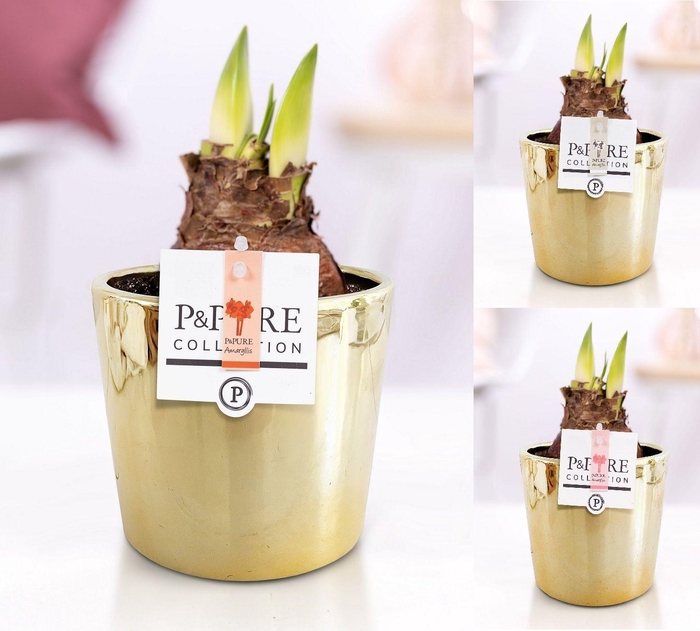 <h4>Hippeastrum mix in P&PURE Laryssa ceramics shiny gold</h4>