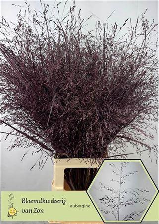 <h4>Siergras Aubergine</h4>