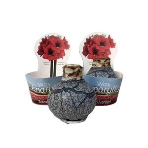 HIPPEASTRUM-HYBRID P14