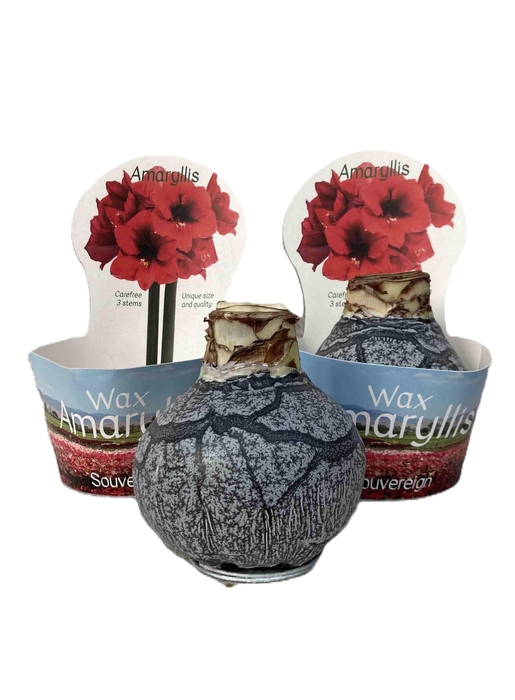 <h4>HIPPEASTRUM-HYBRID P14</h4>