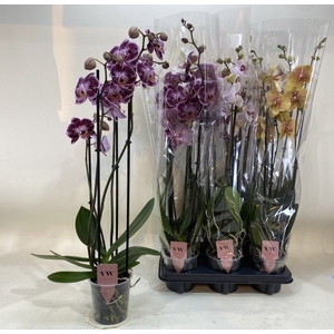 PHAL GEM