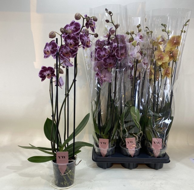 <h4>PHAL GEM</h4>