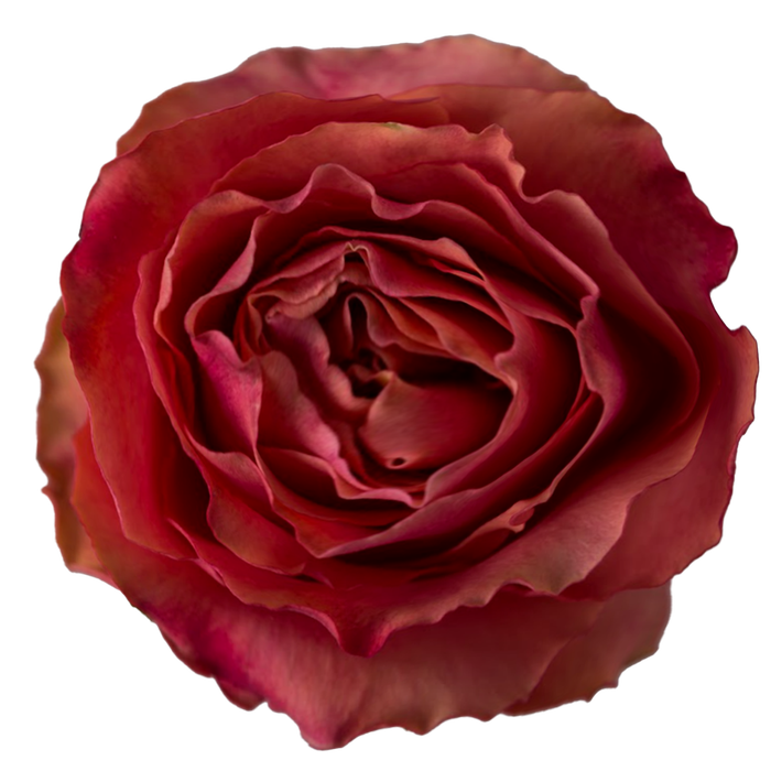 <h4>Rosa Ec Hot Carpediem</h4>