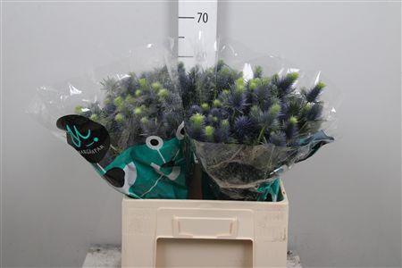 <h4>Eryn Supernova Qstar</h4>