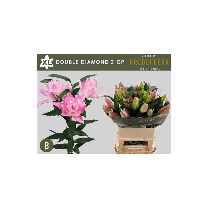 <h4>Li Or Du Dou Diamond</h4>