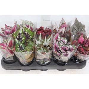 BEGONIA BELEAF P11 PO