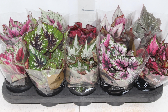 <h4>BEGONIA BELEAF P11 PO</h4>