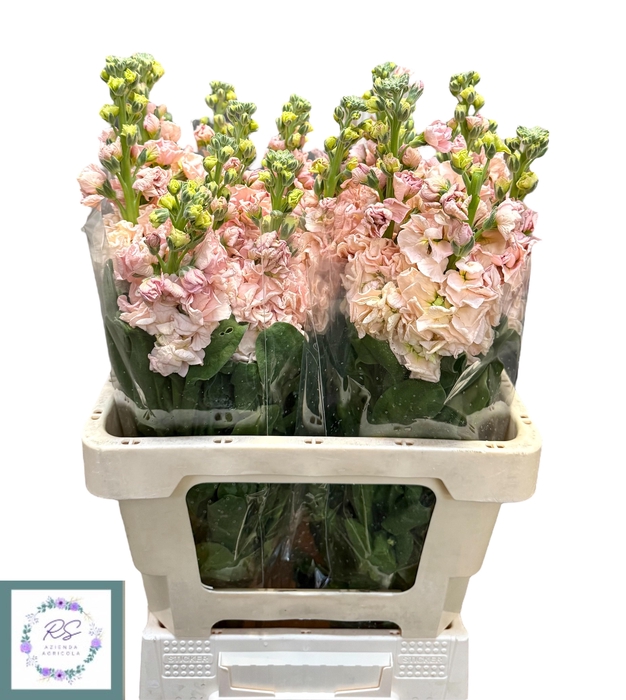 <h4>MATTH IRON APRICOT</h4>