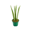 SANSEVIERIA JAPONESA NEW WAY P11
