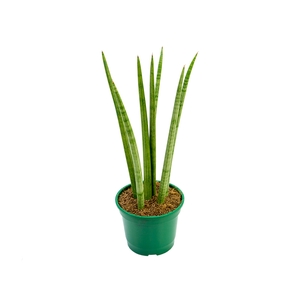 SANSEVIERIA JAPONESA NEW WAY P11