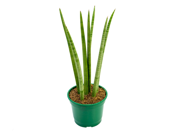 <h4>SANSEVIERIA JAPONESA NEW WAY P11</h4>
