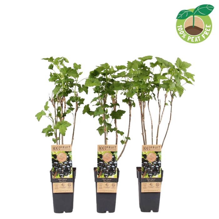 <h4>Ribes nigrum</h4>