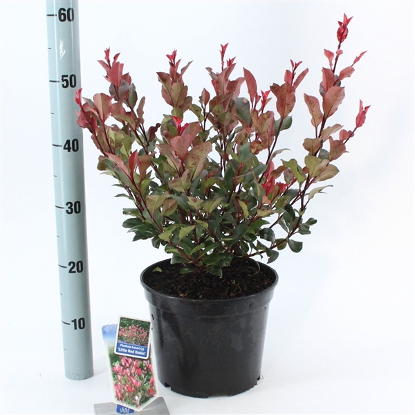 <h4>Photinia fraseri 'Little Red Robin'</h4>