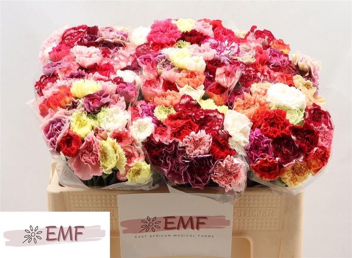 <h4>Di St Gem In Bos</h4>