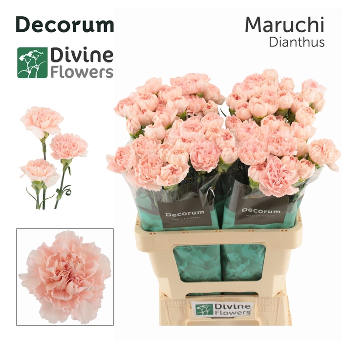 <h4>Dianthus ST 'Maruchi'</h4>