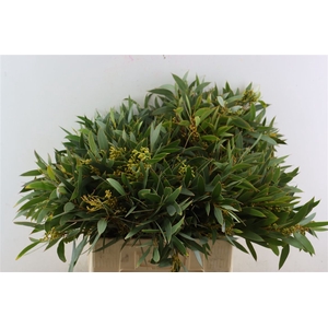 Euca Amber Nut Berry 60cm
