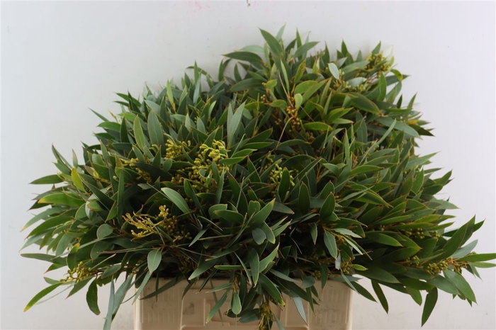 <h4>Euca Amber Nut Berry 60cm</h4>