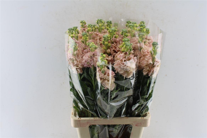 <h4>Matth Iron Apricot</h4>