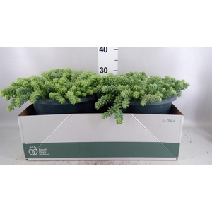 Sedum burrito