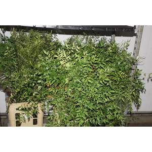 FOLHAGEM NANDINA