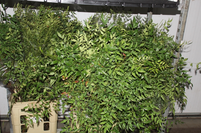 <h4>FOLHAGEM NANDINA</h4>