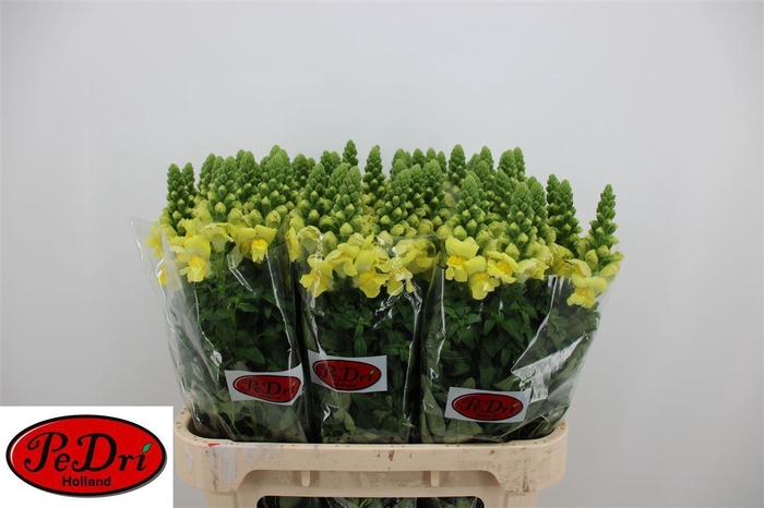 <h4>Antir Legend Yellow</h4>