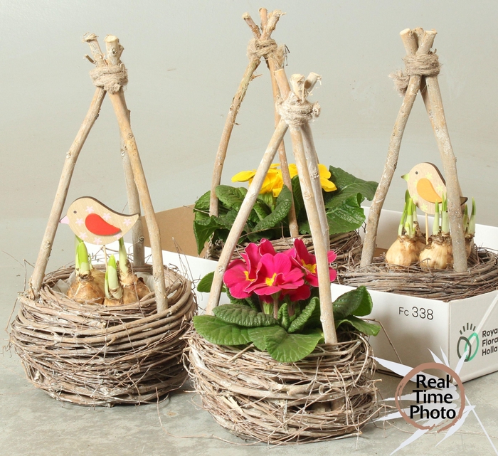 <h4>ARR TUINPLANTEN</h4>