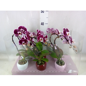 Phalaenopsis   ...red